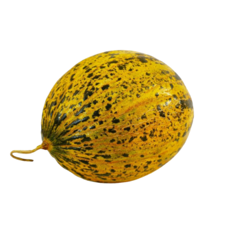 Kavun