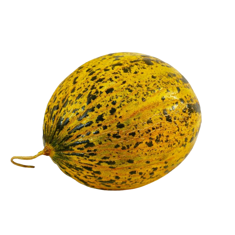 Kavun